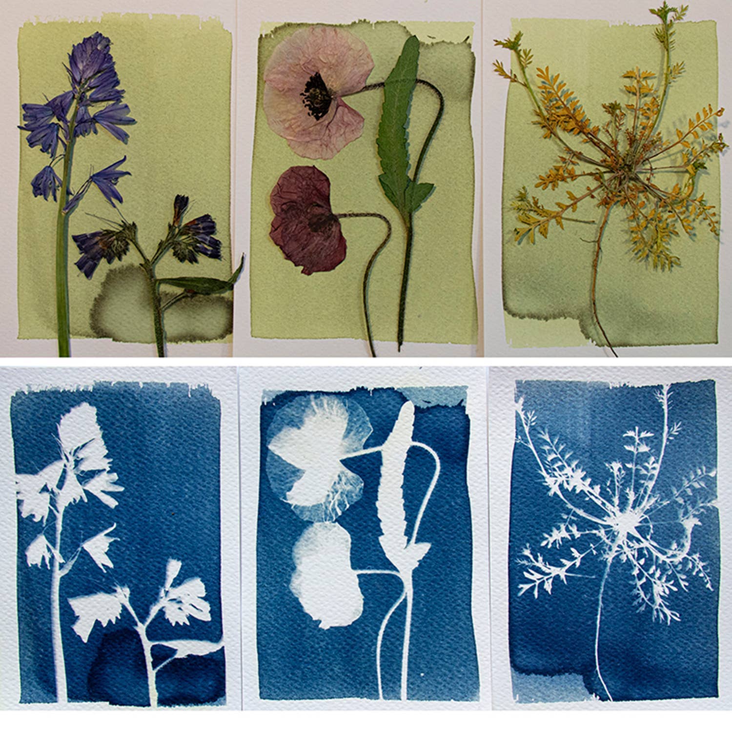Cyanotype Kit – DIY kit to make blueprints & sun prints